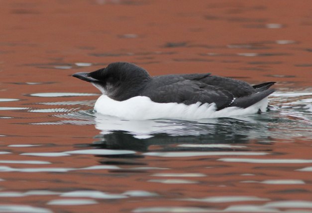 Murre, Thick-billed (1stW)-IMG_4044 copy