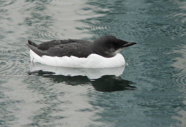 Murre, Thick-billed (1stW)-IMG_4408 copy